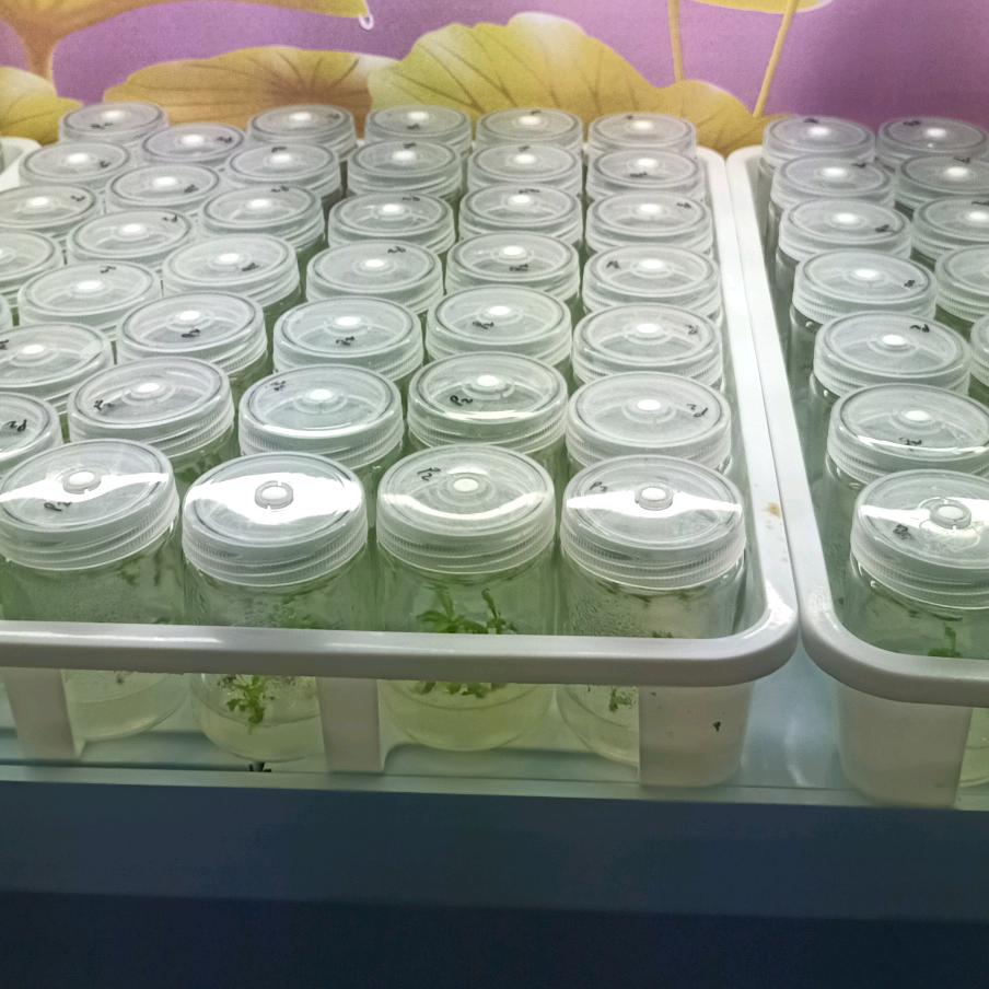 苗木直销935 抗病毒抗重茬