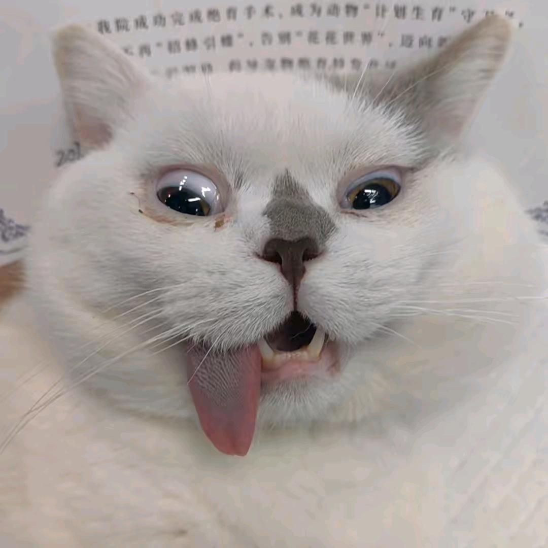 🐱哥