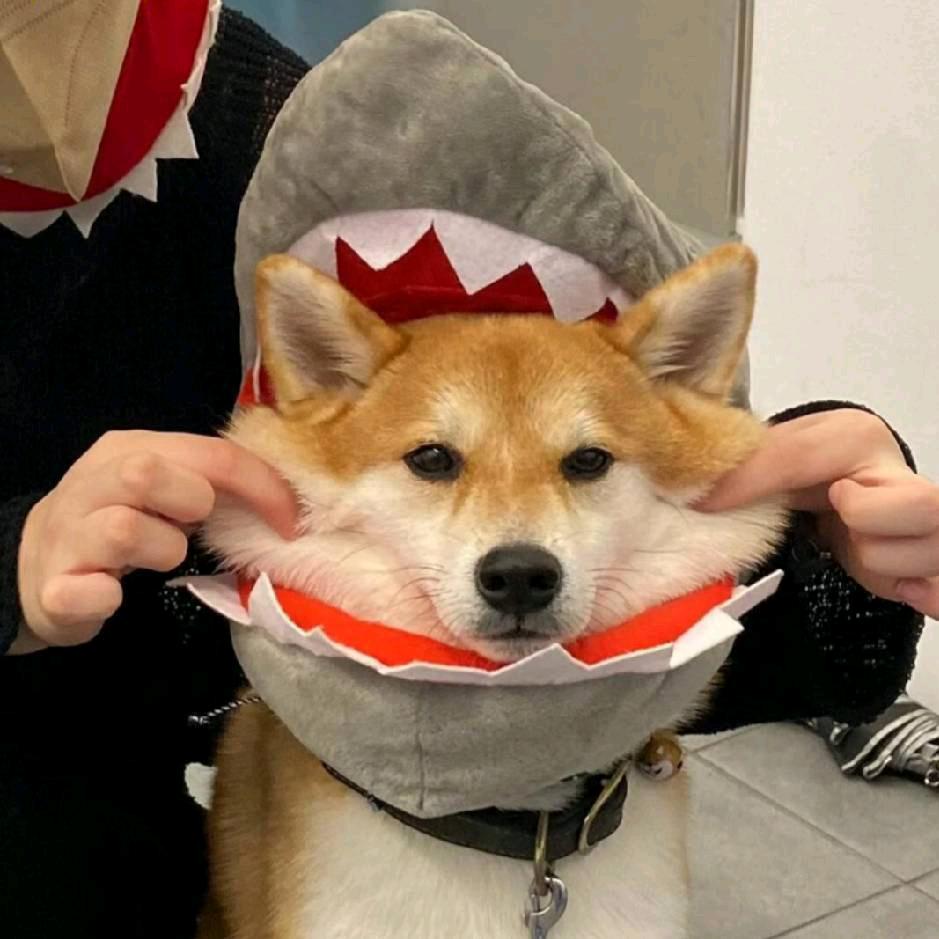 橘子味小狗