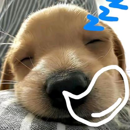 心乱如麻婆豆腐