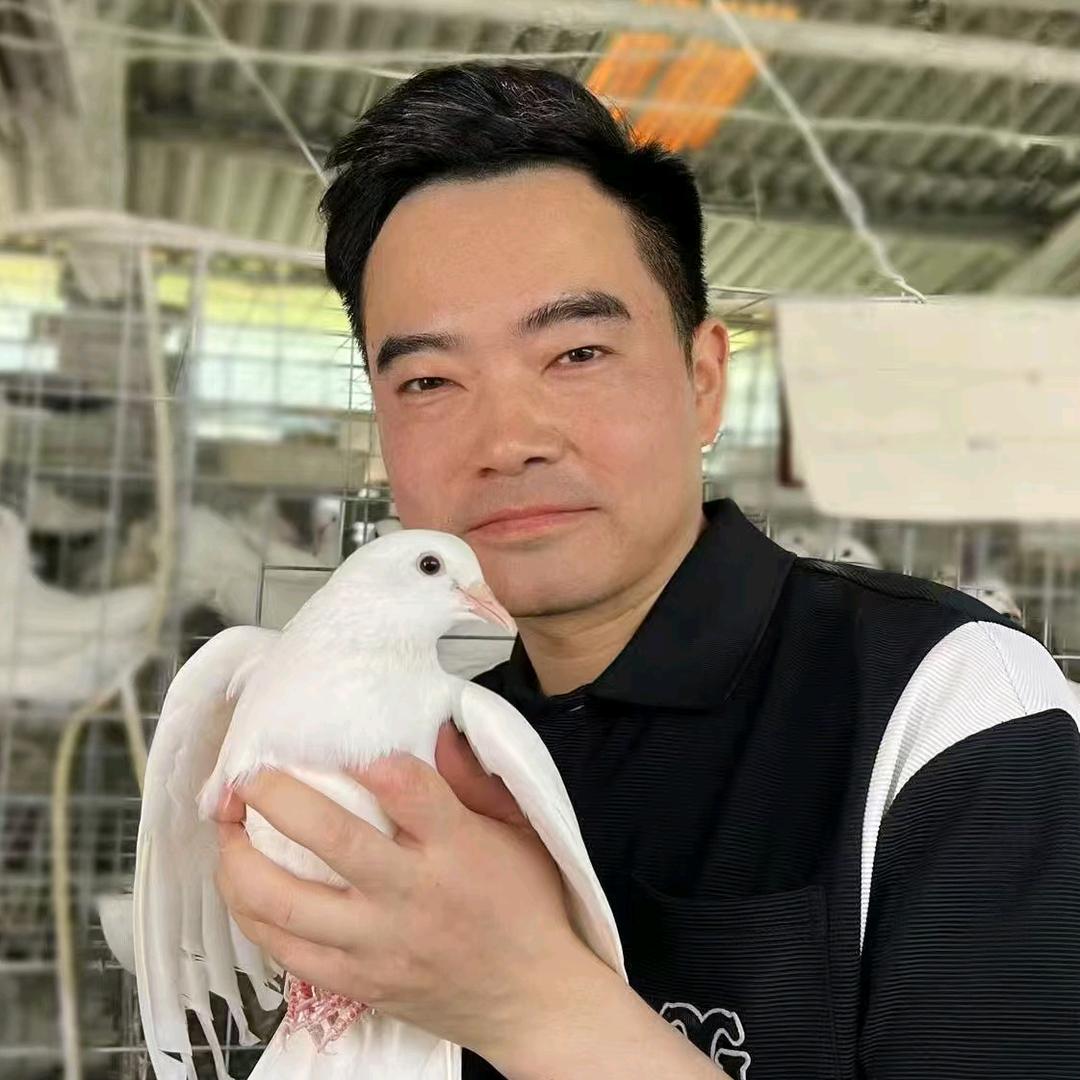 仁寿农鸽 吉羽丰