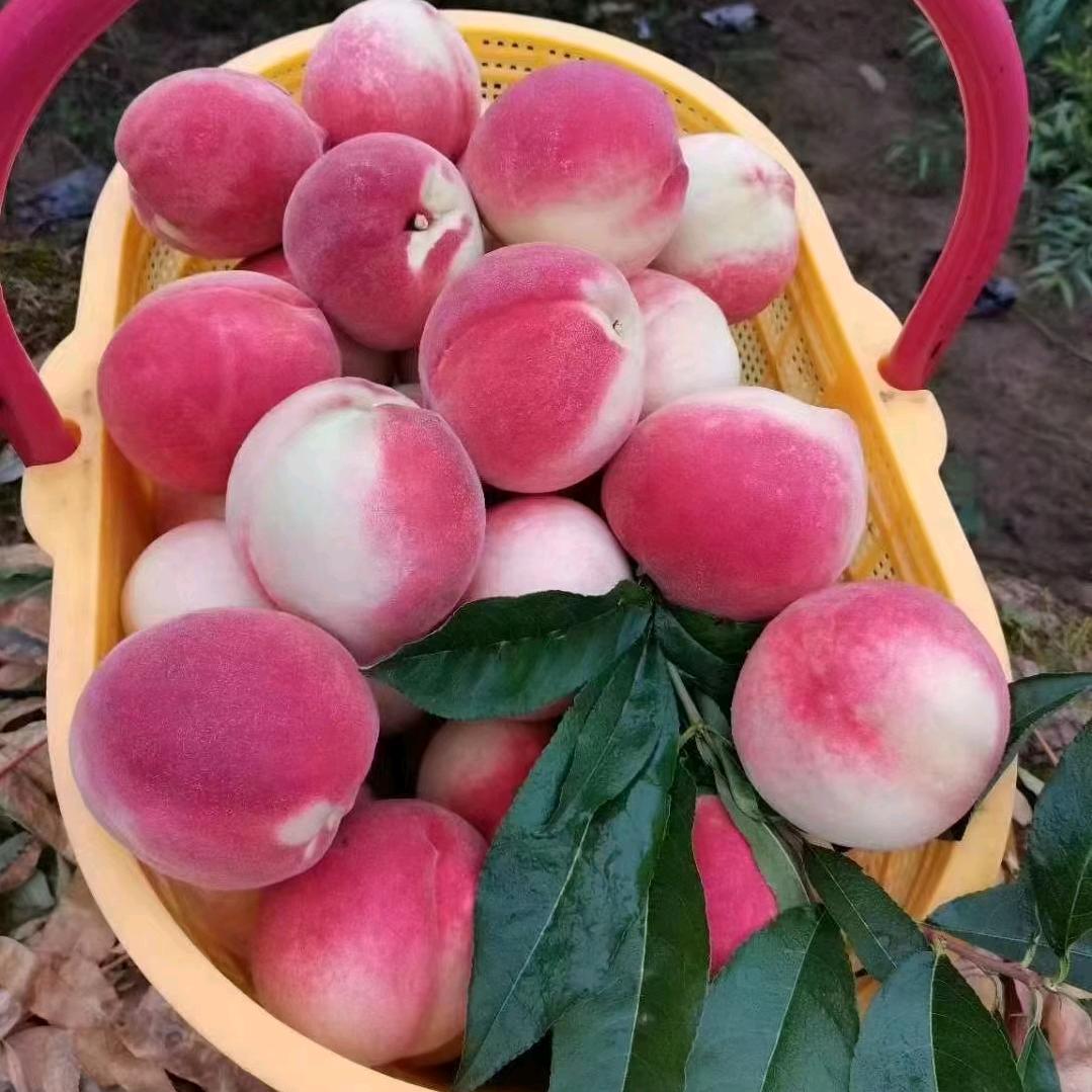 桃桃水果精选（秦安蜜桃）