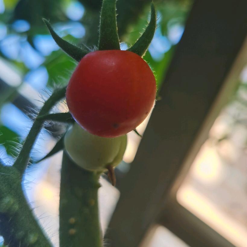 可芯