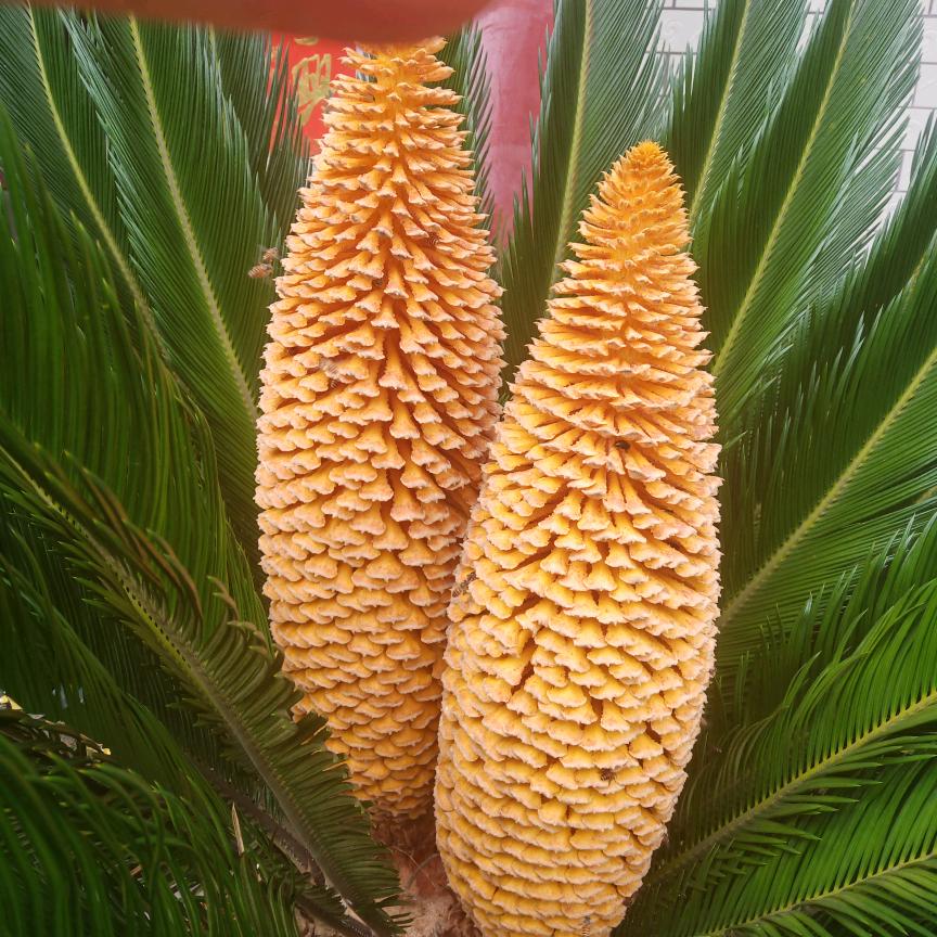 渝卤百味