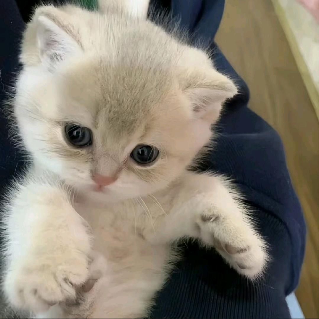 麻瓜小清