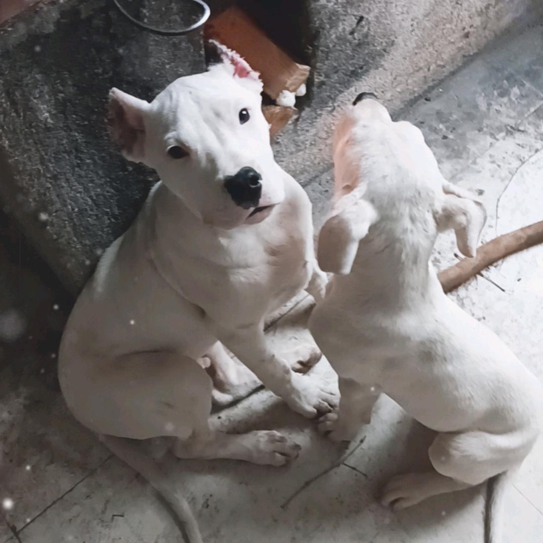 狗&逍遥