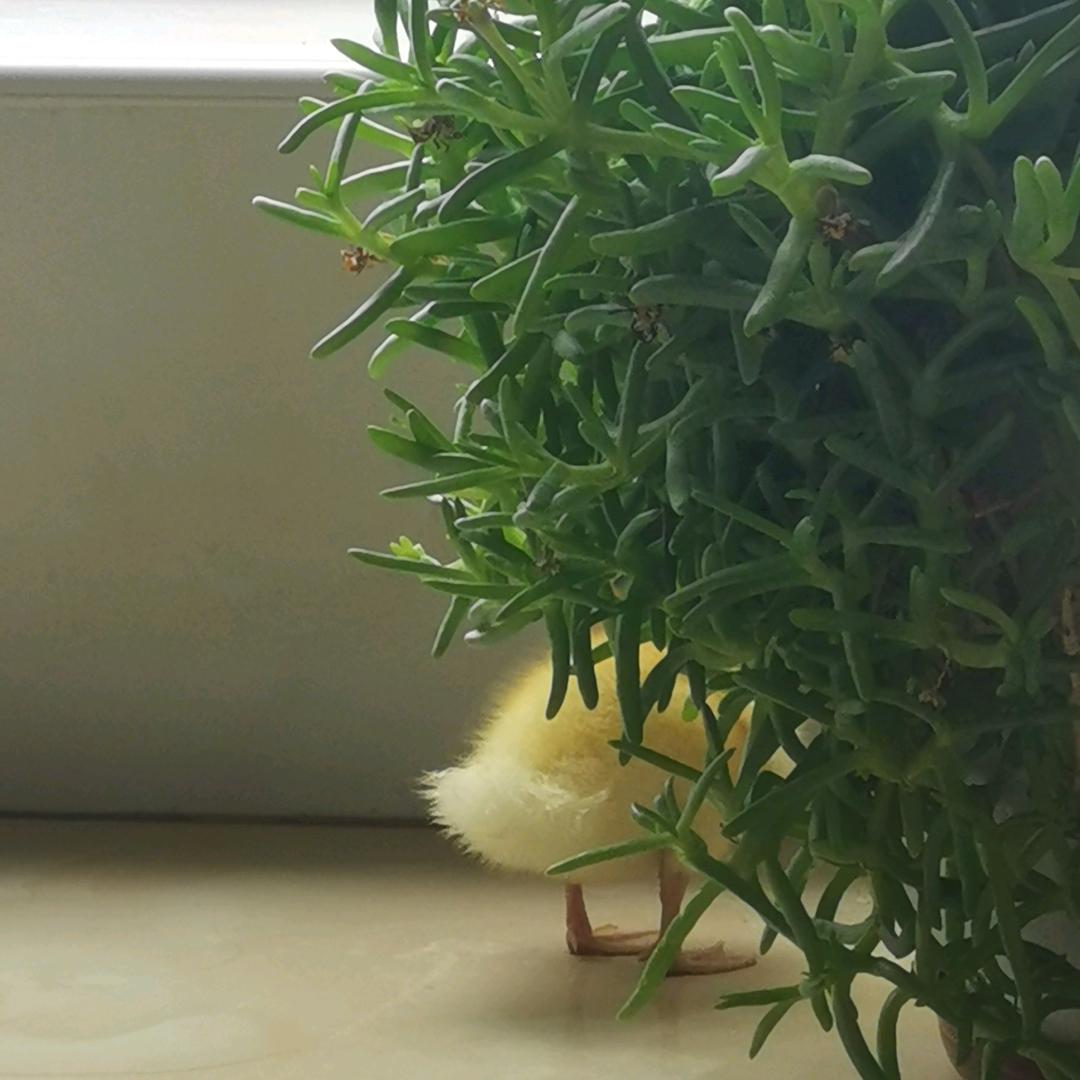 未来DODO