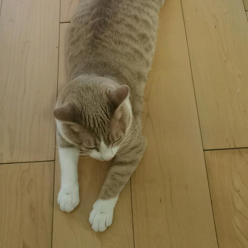 貓麗