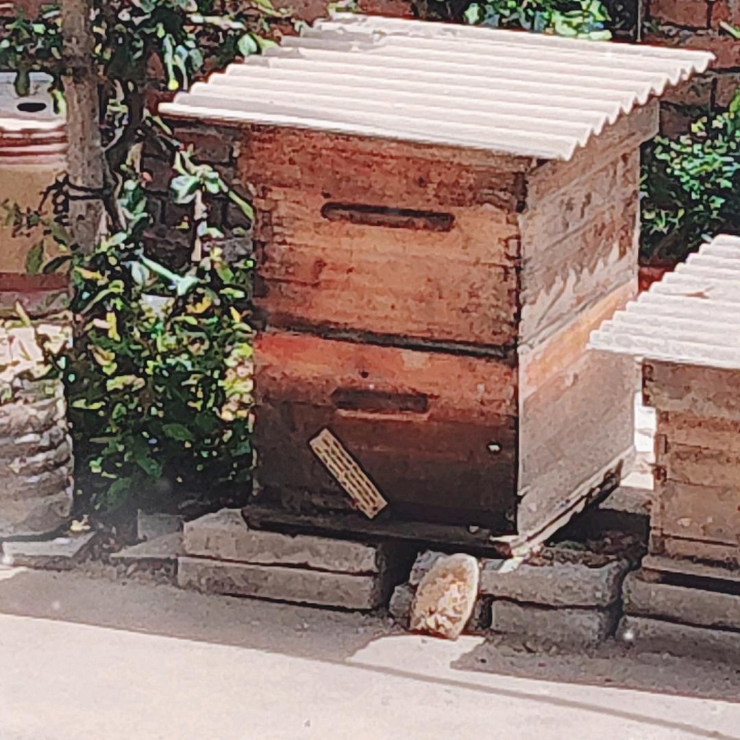 秦岭特产土蜂蜜