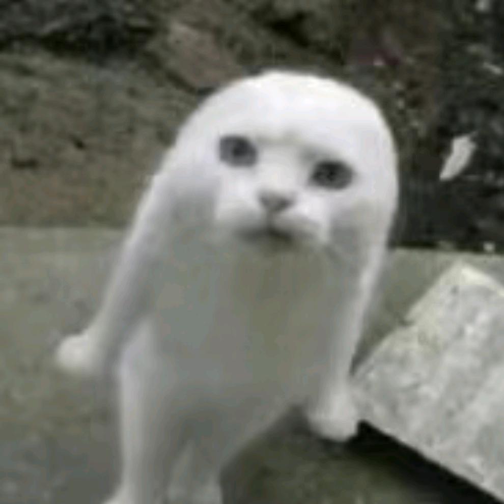 萝卜猪🐷