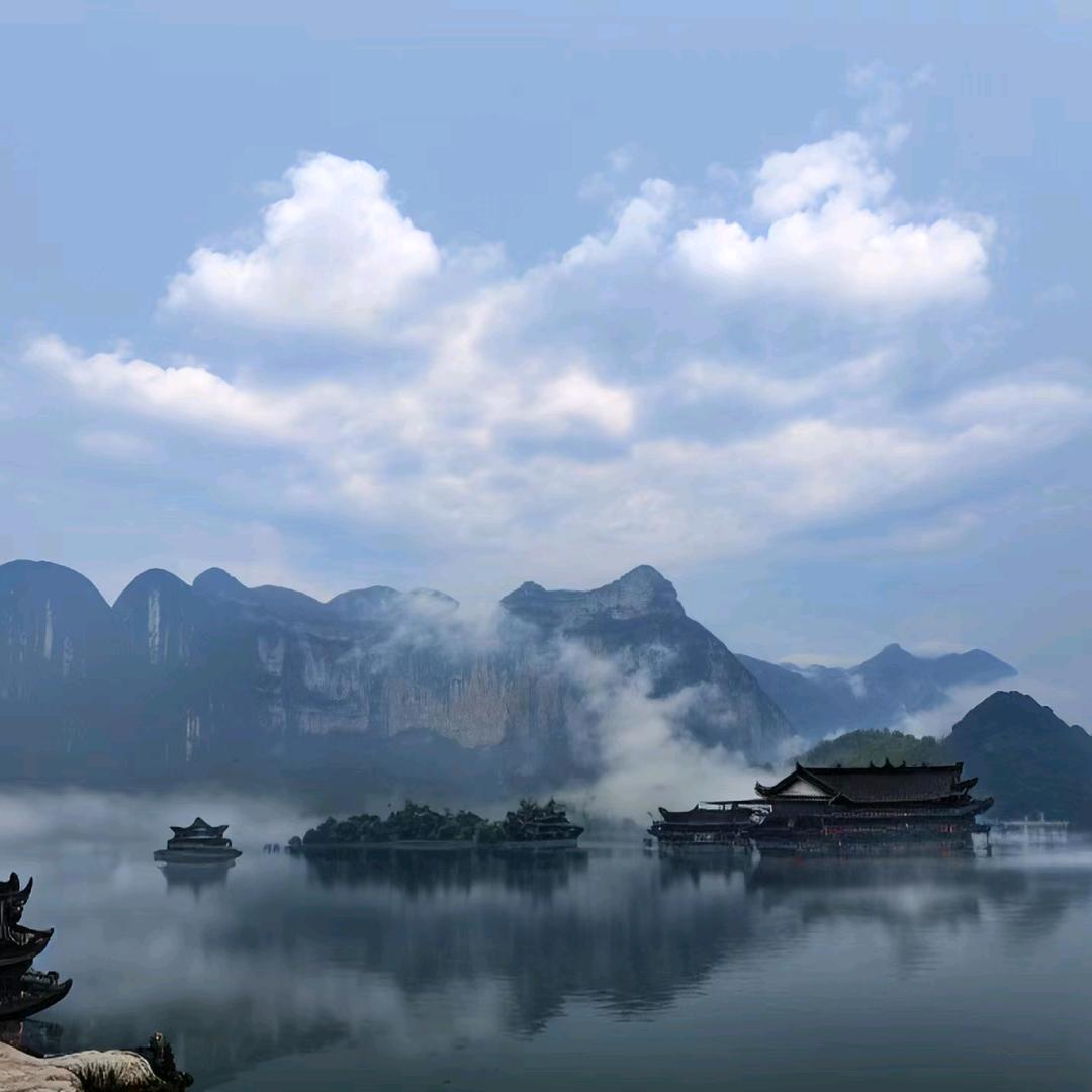 常德石门高山茶戴戴🌻