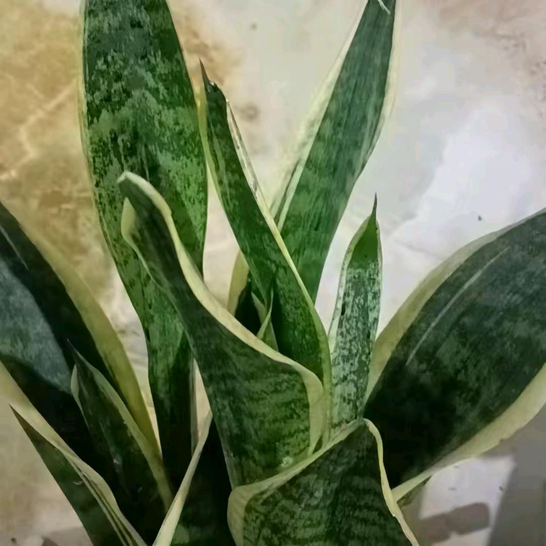 低调(=_=)