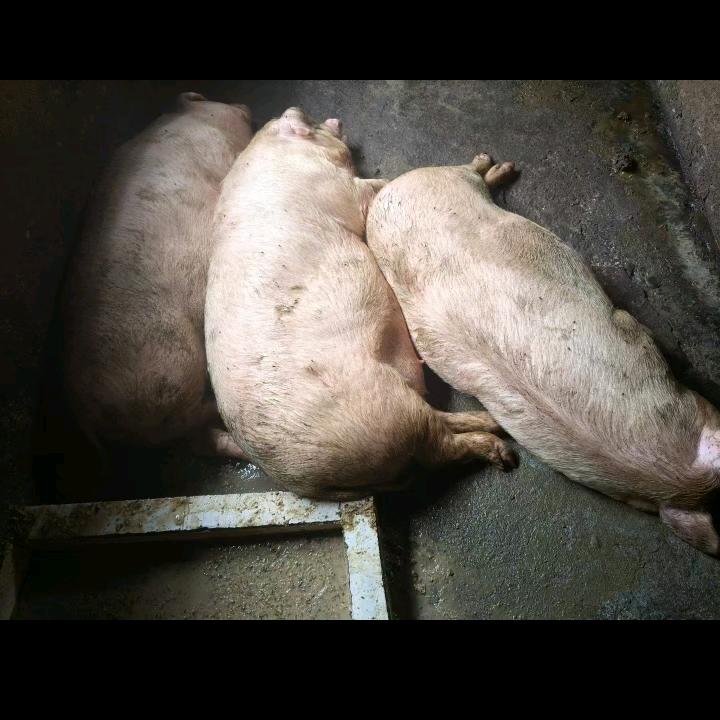 大山乡村土特产