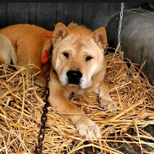 《猎狼王》精品土猎代购