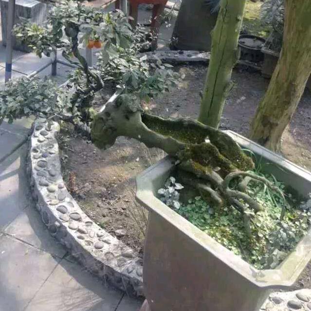 洛水之誓