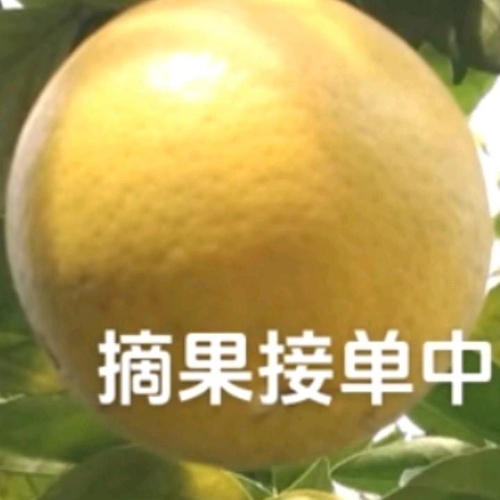 @柑柑有味