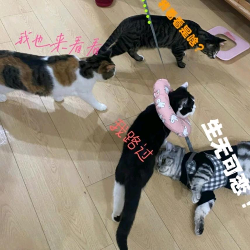 富贵汤圆饺子翠花🍒