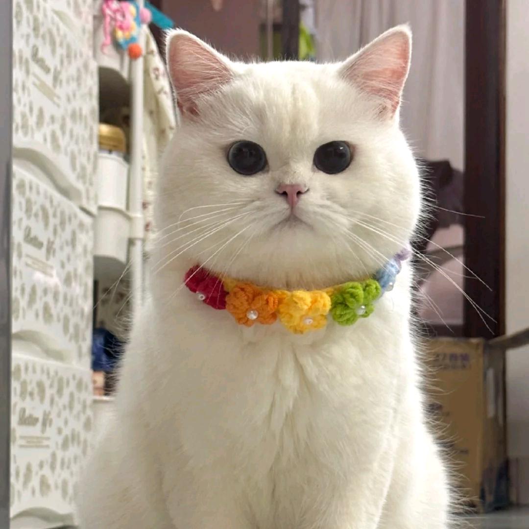 小毕老师