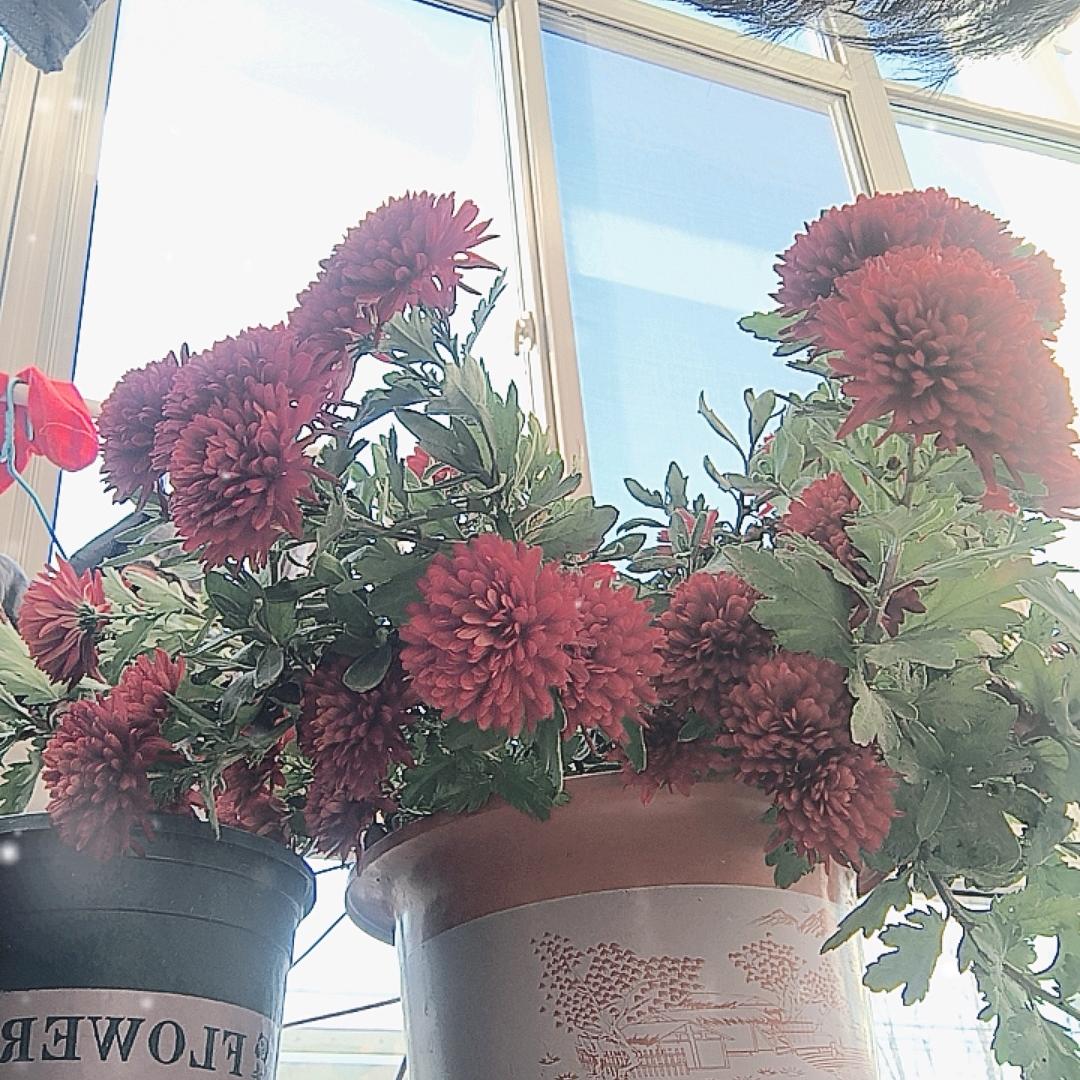 芦苇随风荡。