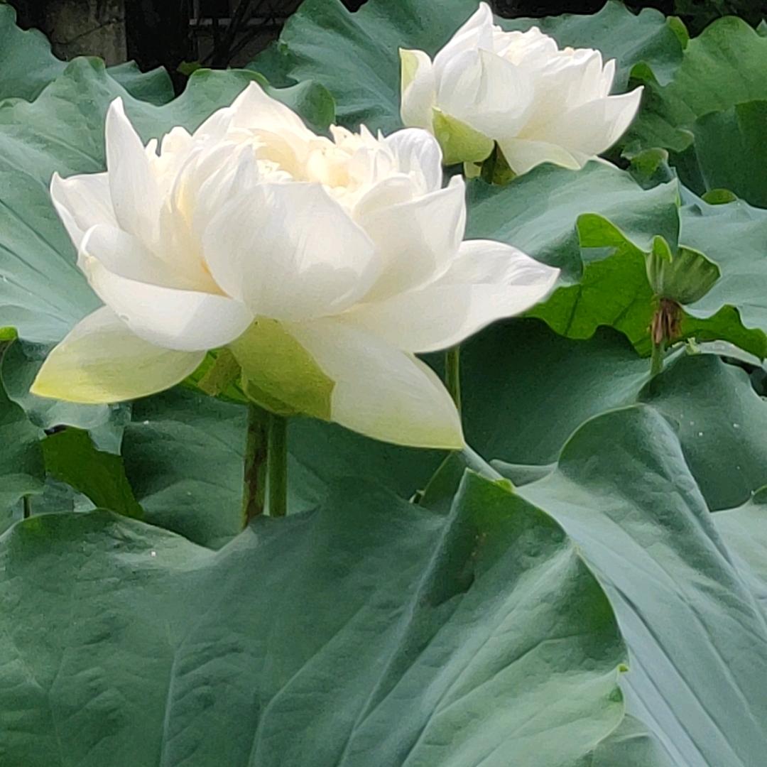 农村人潇潇