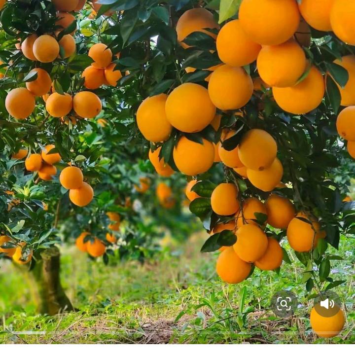 种脐橙的农民工