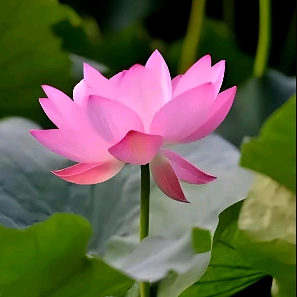 暖阳满面