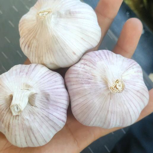 杞县陈老板收大蒜🧄     花生🥜