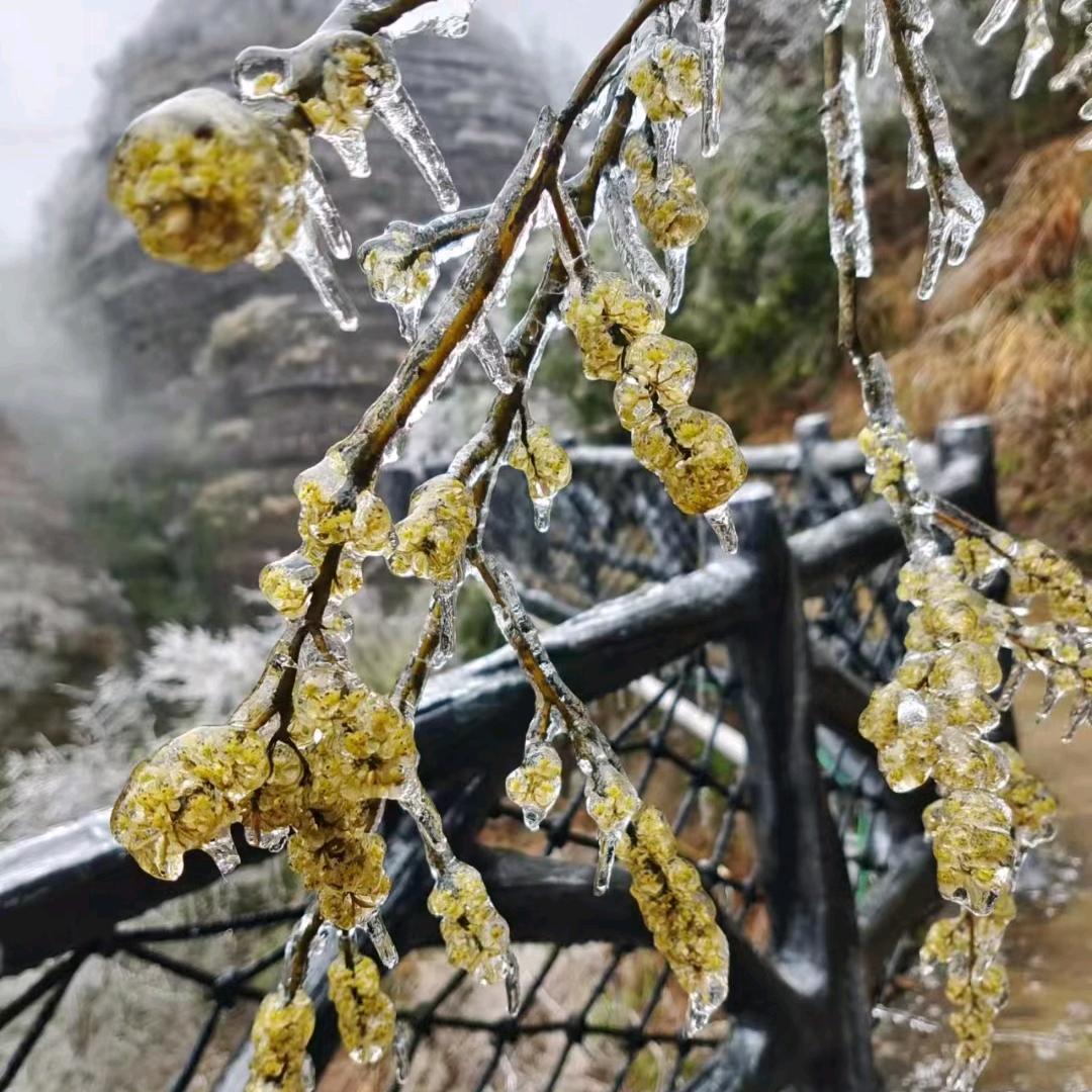 丽清