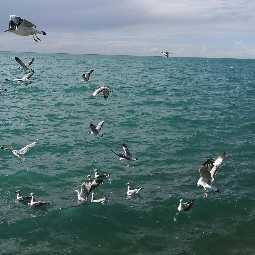 浮 萍