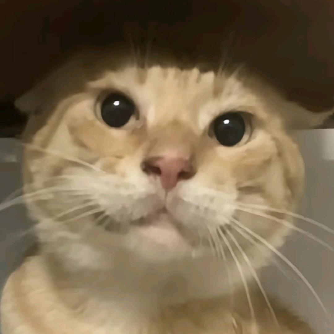 猫meme研究所