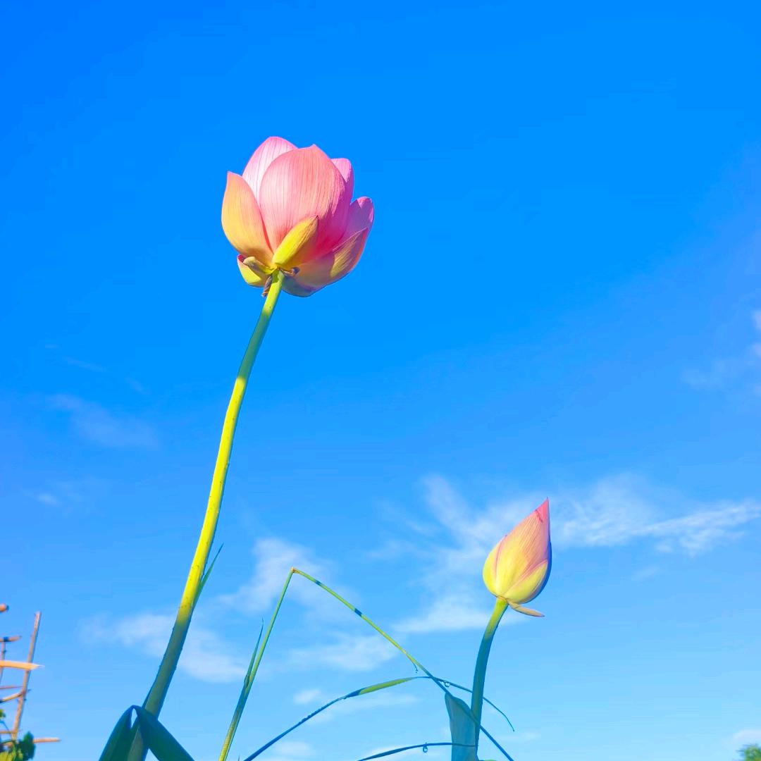 w聚财糯米团子💰