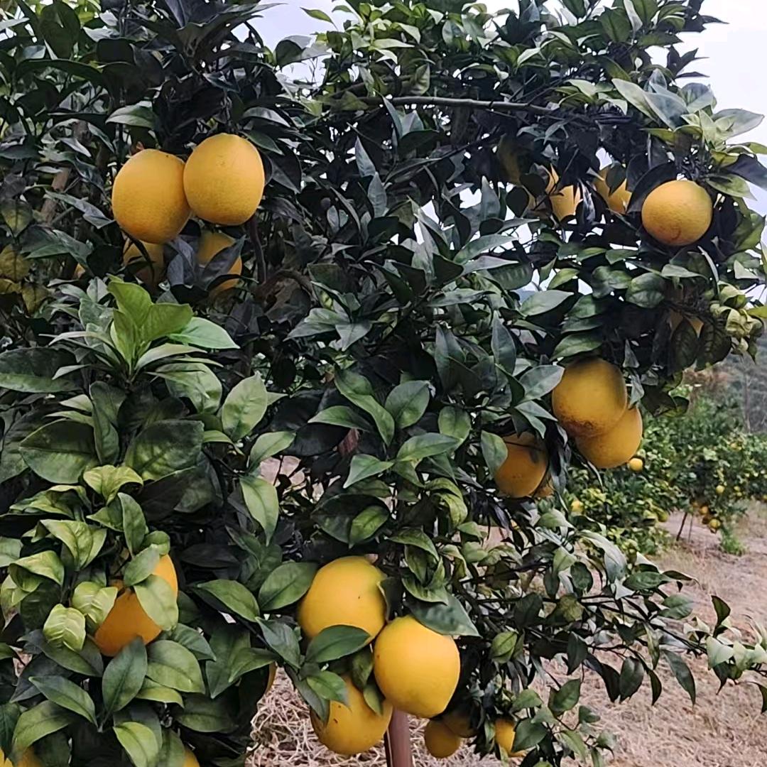 薰衣草