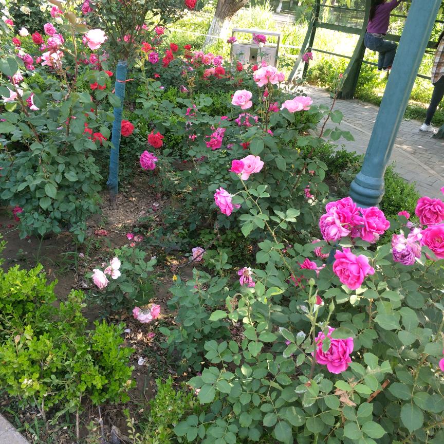 风景很美