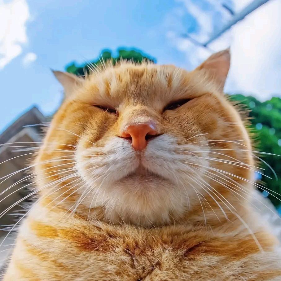 章行
