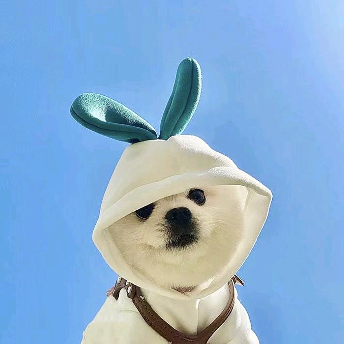 爱吃葡萄的白羊