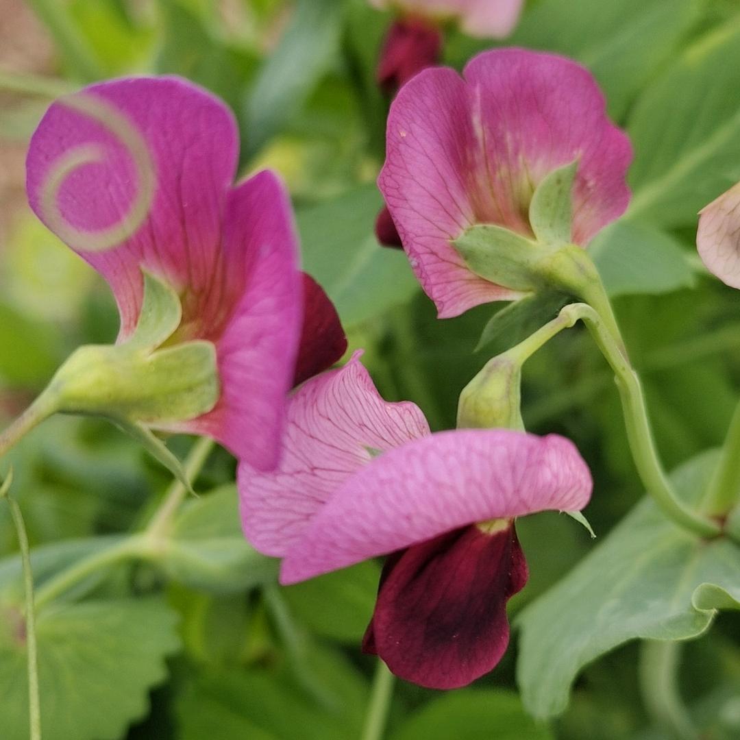 🧚♀️梦祺铃🧚♀️
