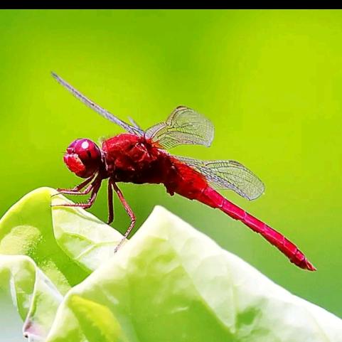 ♥红蜻蜓♥