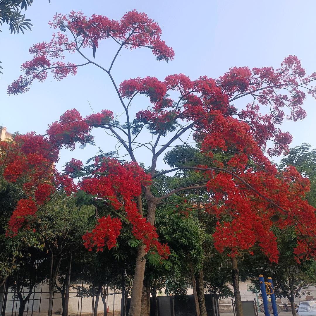 ꧁᭄ ꧂✨遇见锦鲤☝
