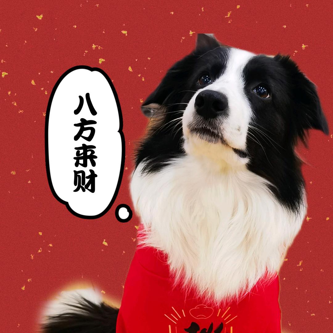 千岁是边牧