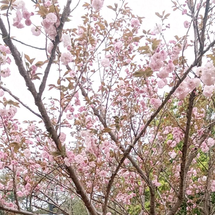 欧阳