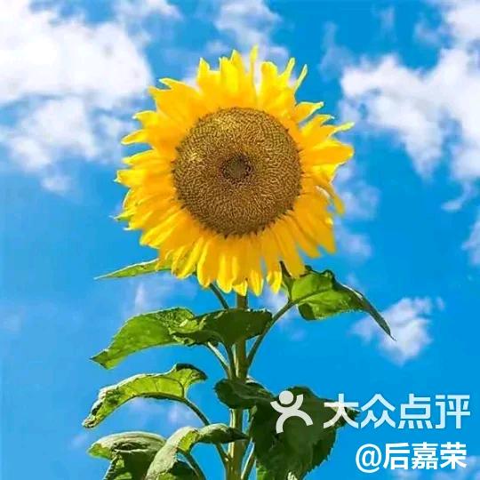 老程