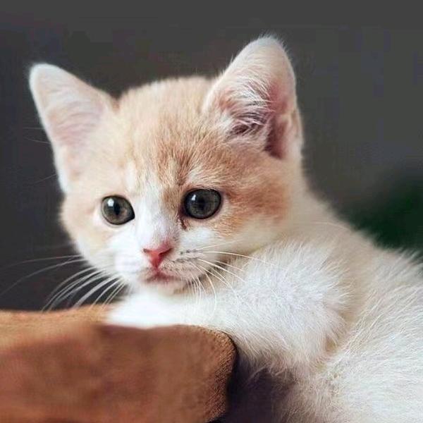 萌点养猫
