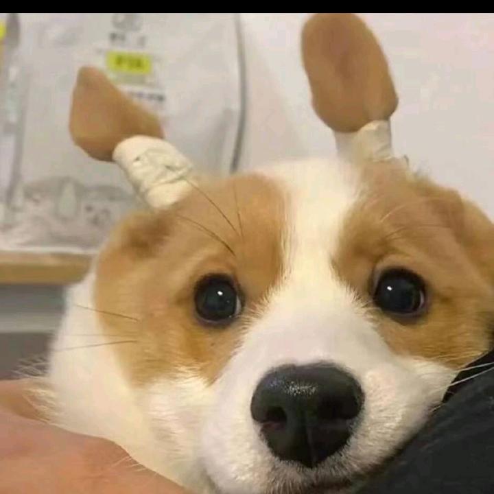 明明就不喜欢牵手