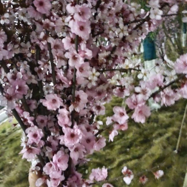 不发胖🌿🍇只发财🌾🌾