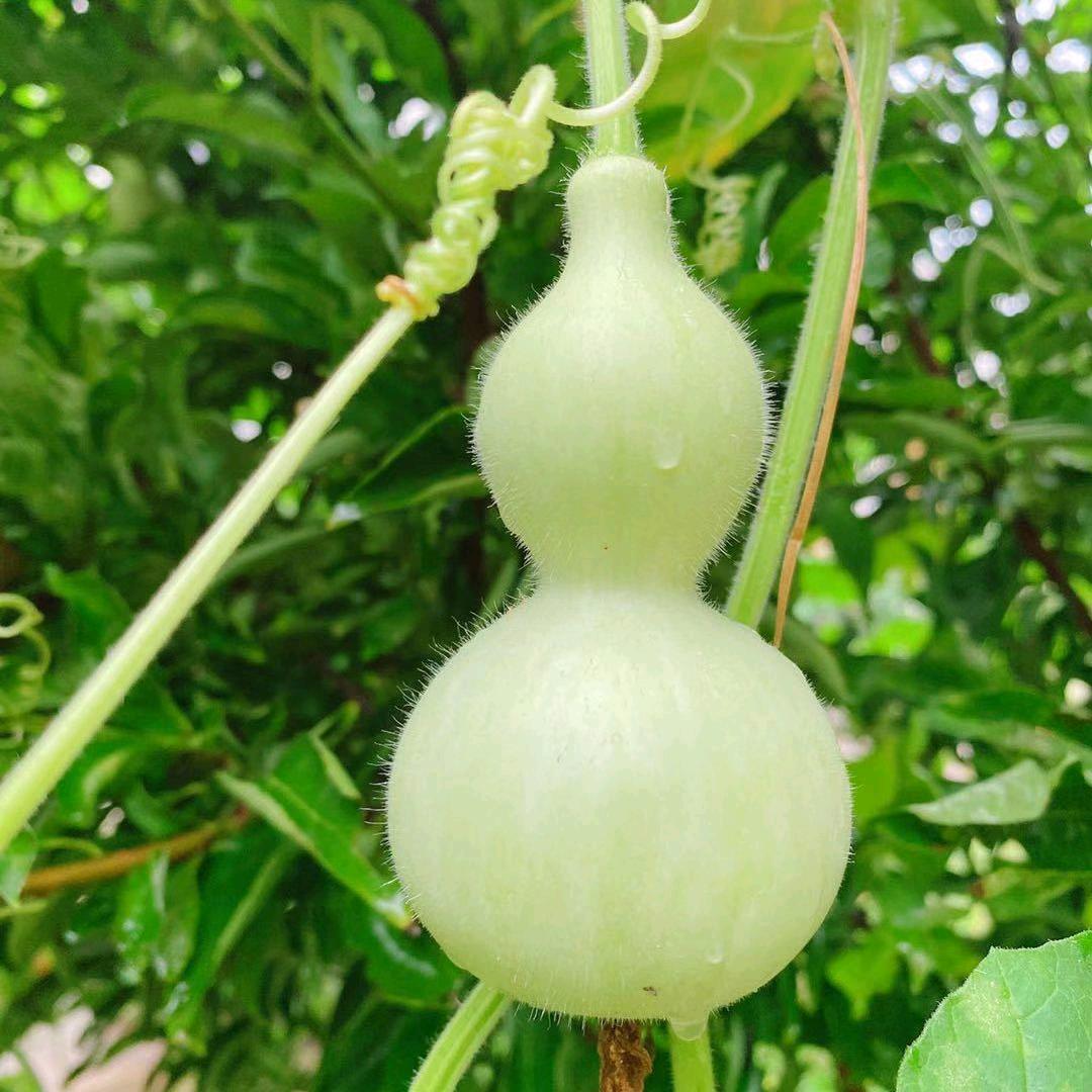 太保小学庆民烟花