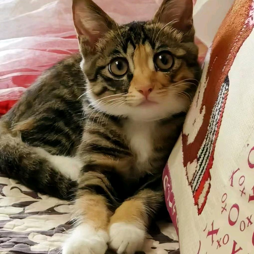 @汤圆是只狸花猫