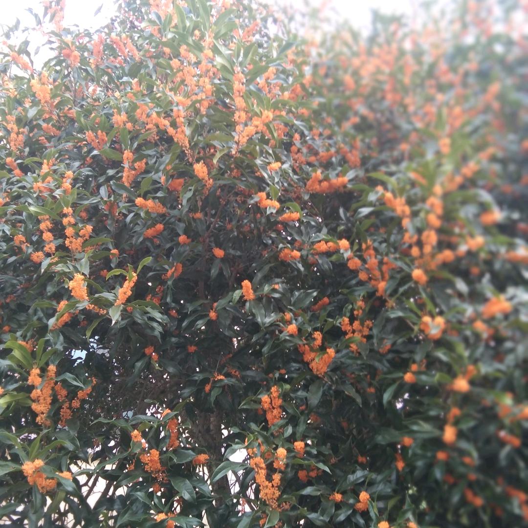 。。春天的燕子