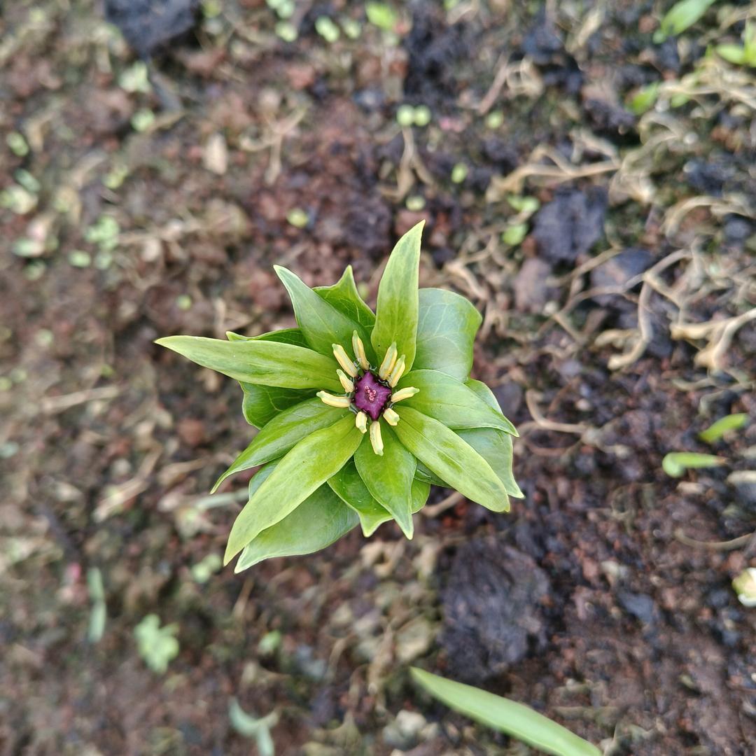 蒋大山中药材