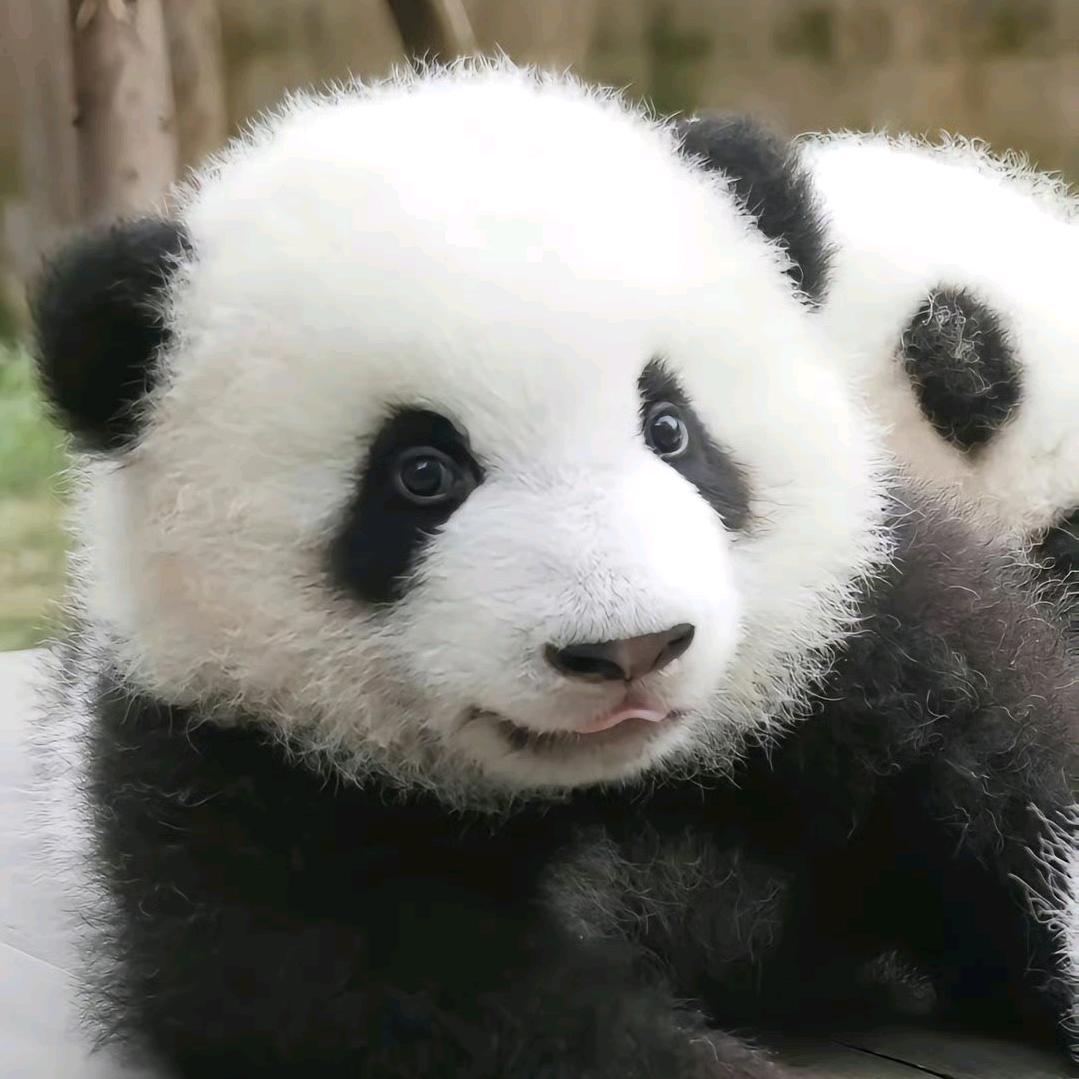 大熊猫K歌乐园(萌兰)