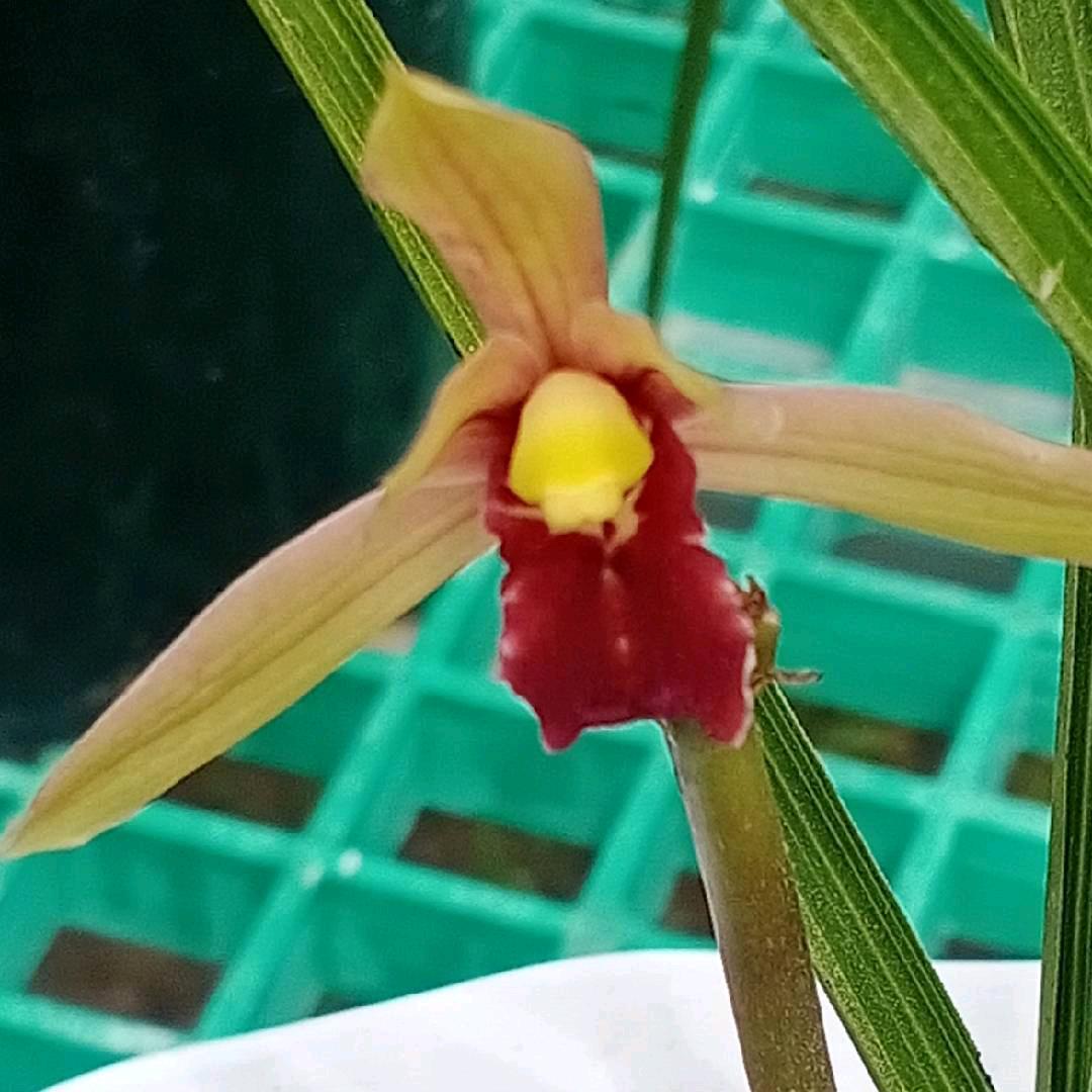 嵩县方氏花卉精品市集